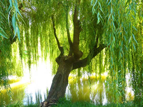 Weeping Willow tree bending gently over the water.